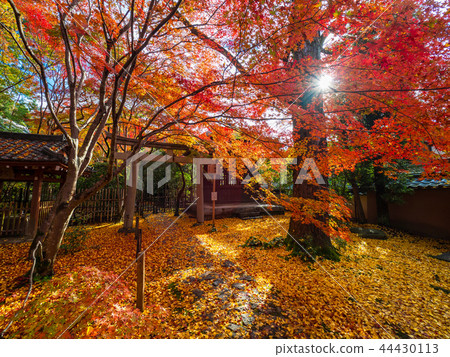 Autumn leaves of Hagikita Renka-ji Temple 44430113