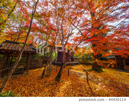 Autumn leaves of Hagikita Renka-ji Temple 44430114