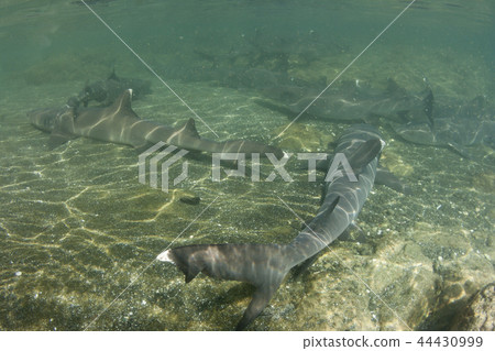 nemrivuca群聚集在淺灘繁殖 nemrivuca群聚集在淺灘繁殖 44430999