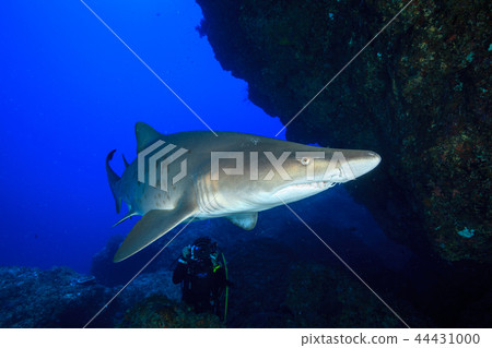 採取小笠原白色鱷魚的潛水者 44431000