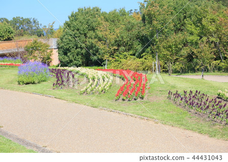 Autumn park salvia flowers Autumn park salvia flowers 44431043