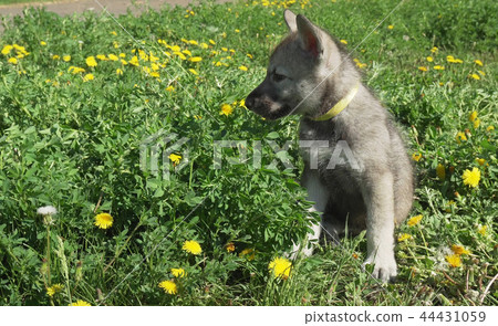 Beautiful amusing puppies of Saarloos wolfhound on green lawn in the park 44431059