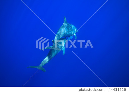 游泳在小笠原海洋的minami海豚的父母和孩子 游泳在小笠原海洋的minami海豚的父母和孩子 44431326