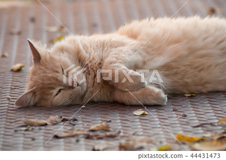 angora cat lying in outdoor in the street angora cat lying in outdoor in the street 44431473