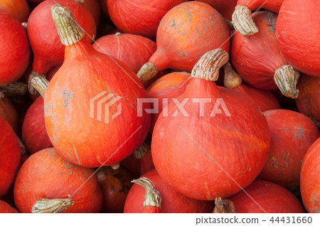 closeup of group of pumpkins for halloween 44431660