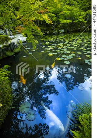 天秋初秋 天秋初秋 44431699