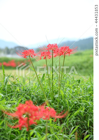 Oohara no Sato的Yuzushaka Oohara no Sato的Yuzushaka 44431853