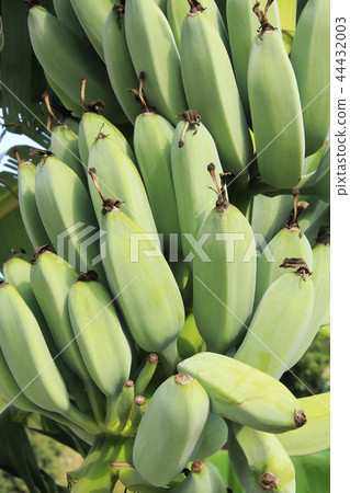 banana 44432003