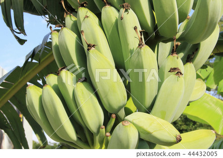 banana banana 44432005