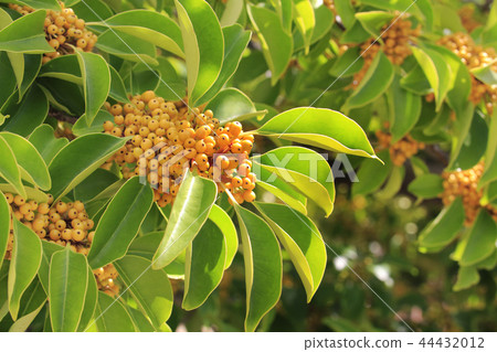 Kuroganaemochi 44432012