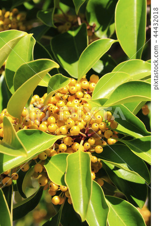 Kuroganaemochi Kuroganaemochi 44432018