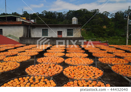 新竹 柿餅 北埔 秋天 曬柿餅 六塘石柿餅 Taiwan Dried Persimmon 干し柿 新竹 柿餅 北埔 秋天 曬柿餅 六塘石柿餅 Taiwan Dried Persimmon 干し柿 44432040