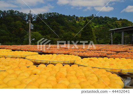 新竹 柿餅 北埔 秋天 曬柿餅 六塘石柿餅 Taiwan Dried Persimmon 干し柿 新竹 柿餅 北埔 秋天 曬柿餅 六塘石柿餅 Taiwan Dried Persimmon 干し柿 44432041