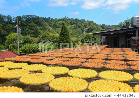 新竹 柿餅 北埔 秋天 曬柿餅 六塘石柿餅 Taiwan Dried Persimmon 干し柿 新竹 柿餅 北埔 秋天 曬柿餅 六塘石柿餅 Taiwan Dried Persimmon 干し柿 44432045