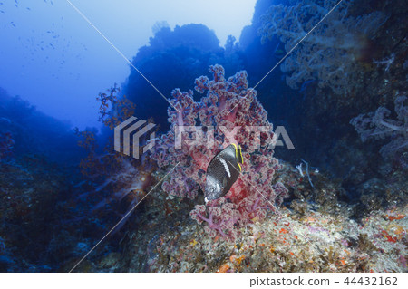 Yusen, a Japanese endemic species that swims in front of Umitosaka 44432162