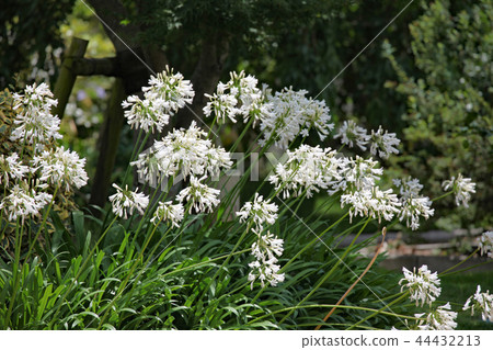  Agapanthus 44432213