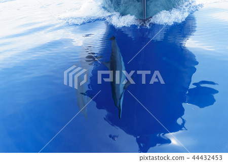 日本多刺的海豚游泳在船的一角 44432453