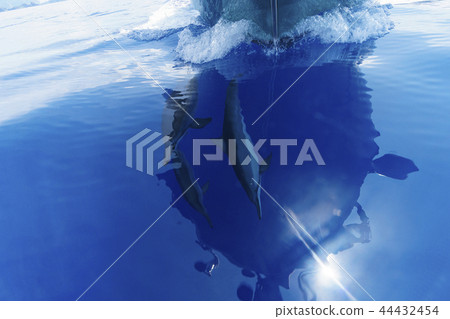 日本多刺的海豚游泳在船的一角 日本多刺的海豚游泳在船的一角 44432454