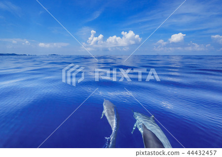 日本多刺的海豚游泳在船的一角 日本多刺的海豚游泳在船的一角 44432457