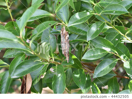 Minomushi (2) 44432505