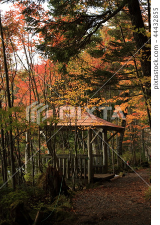 Autumn leaves of Shirakomakike 44432855