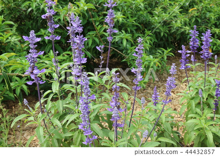 粉萼鼠尾草花朵背景素材 44432857