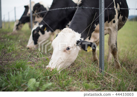 Cattle grazing Cattle grazing 44433003