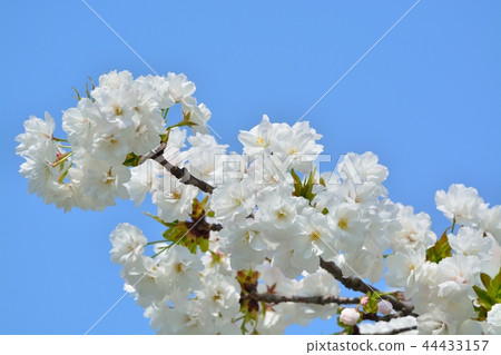 White strange cherry blossoms in full bloom White strange cherry blossoms in full bloom 44433157