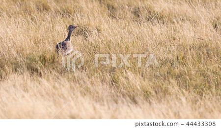 Black Korhan in the Kalahari, Botswana 44433308