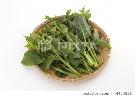 Vine purple Vine purple 44433838