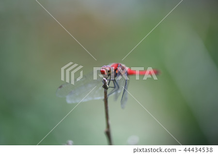 Summer blossoms of red dragonfly 44434538