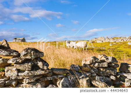 landscape with two sheep go to the wooden shelter 44434643