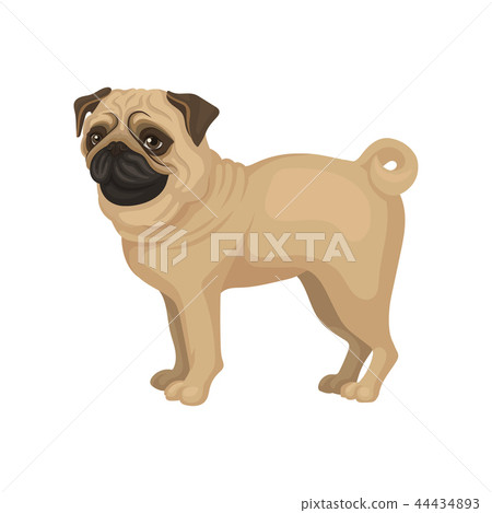 Beige pug puppy standing isolated on white background. Dog with funny wrinkled muzzle and curled 44434893