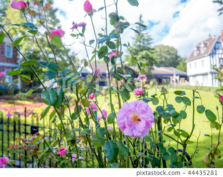 [靜岡縣]主題公園的風景[伊豆修善寺Niji no佐藤，英國村莊，玫瑰花] 44435281