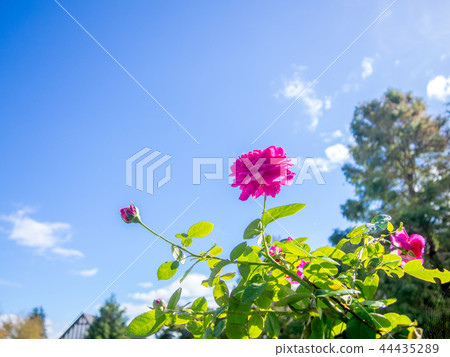[Shizuoka Prefecture] Scenery of the theme park [Izu Shuzenji Niji no Sato, English village, rose flower] 44435289
