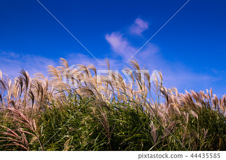 白色雲彩在藍天增長 44435585