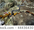 hydra 44436430
