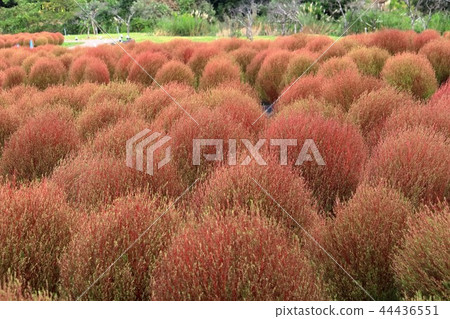 KOKIA KOKIA 44436551