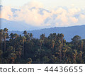 Clouds and palm trees 44436655