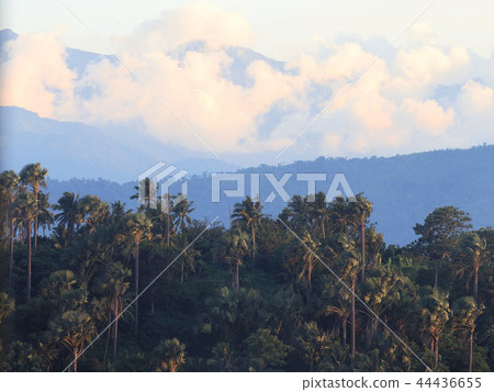 Clouds and palm trees Clouds and palm trees 44436655