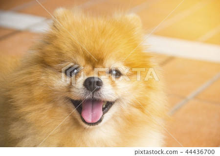Pomeranian dogs are smiling happily. 44436700