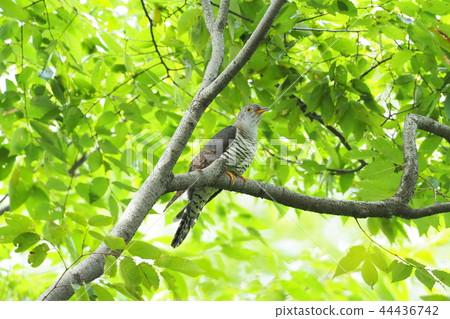 Tutri Tutri 44436742