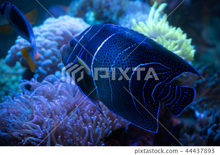 Emperor Angelfish 44437893