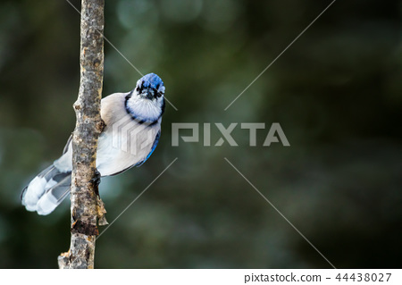 Blue Jay Cyanocitta Cristata Bird Red Stock Photo 1456450436