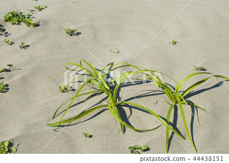 Grass growing on a sandy beach Grass growing on a sandy beach 44438151
