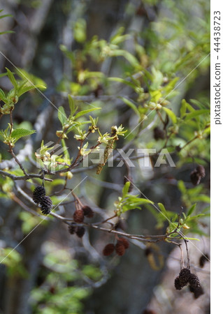 Persimmon Tree Alnus flower language "indecent heart" 44438723