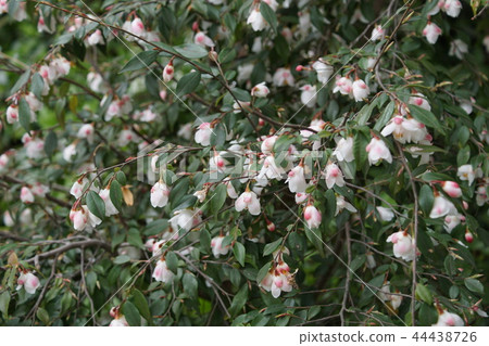 Camellia Erina Flower language is "the noble reason" 44438726