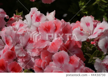 ralgonium花語是“悲傷的希望” 44438730