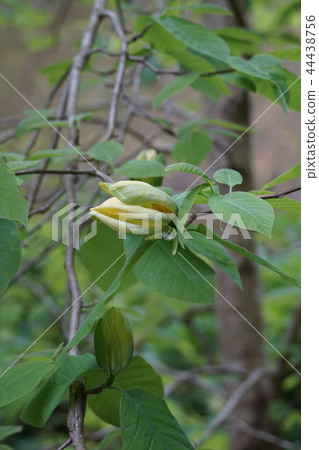 Yellow magnolia yellow lotus lotus flower language is "love for nature" 44438756