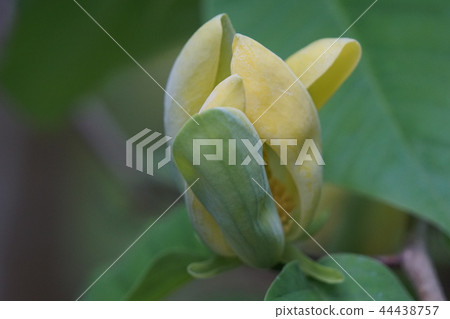 黃玉蘭黃蓮花蓮花語是“熱愛大自然” 黃玉蘭黃蓮花蓮花語是“熱愛大自然” 44438757